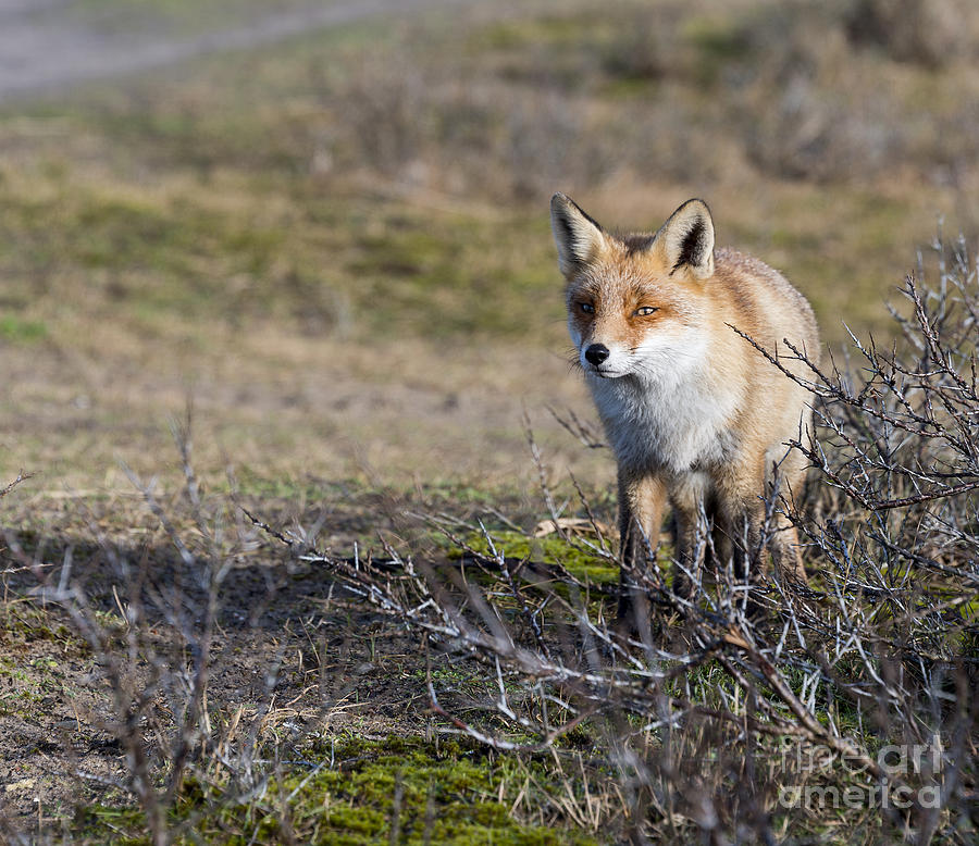 Wildlife Photograph - wild red fox in Holland sideview #1 by Compuinfoto  