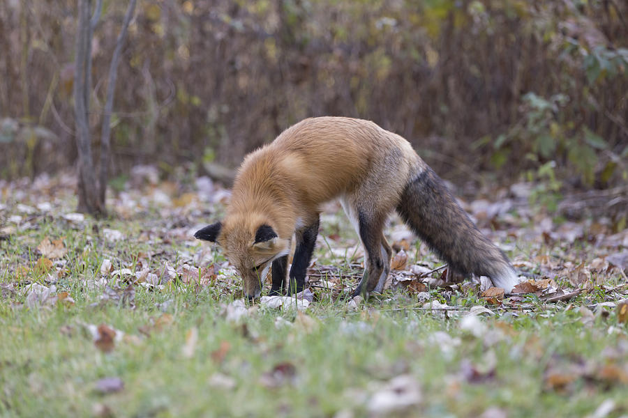Wild Red fox in the wild #1 Photograph by Josef Pittner