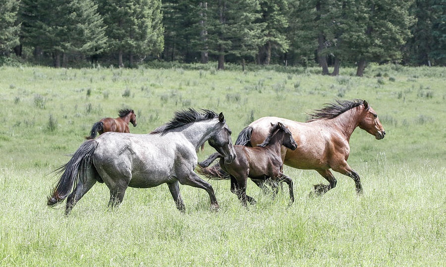 Wild Rodeo Horses #1 Photograph by Athena Mckinzie