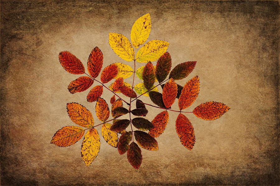 Wild Rose Leaves #2 Photograph by Fred Denner