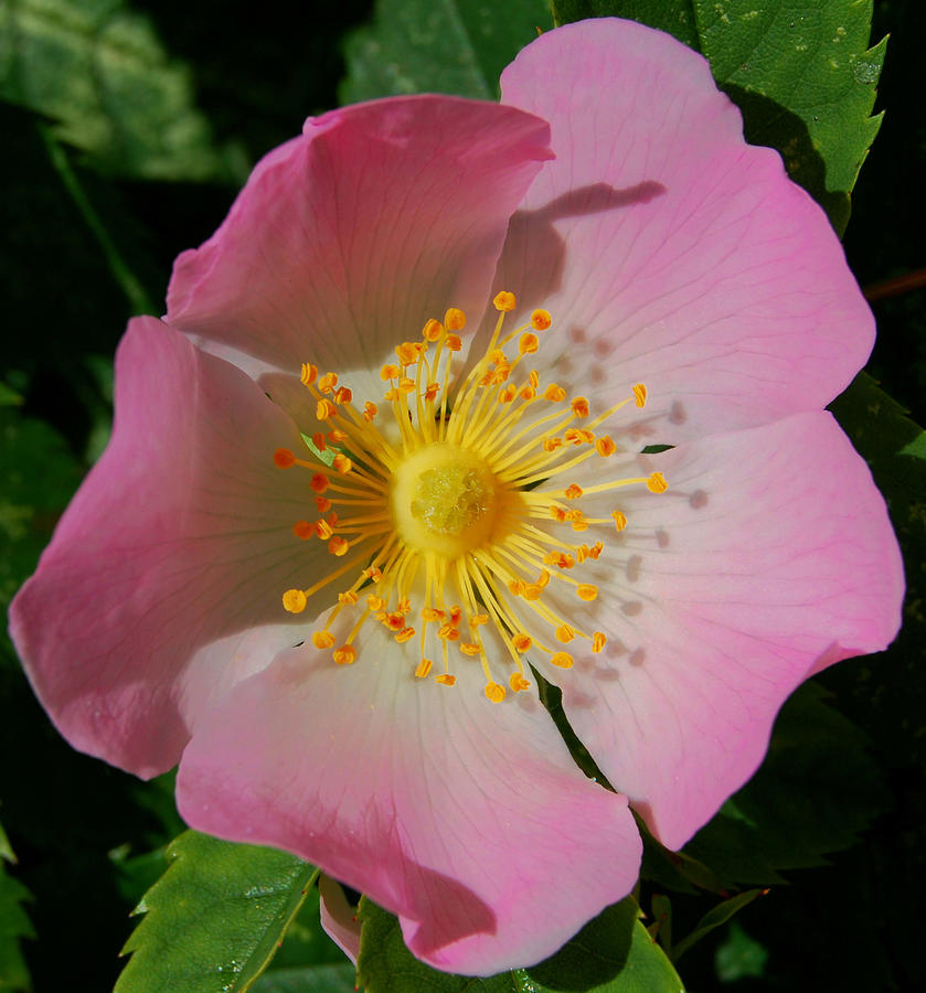Nature Photograph - Wild Rose #1 by Marilynne Bull
