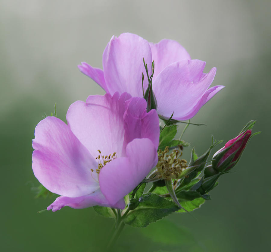 Wild Roses #1 Photograph by Angie Vogel