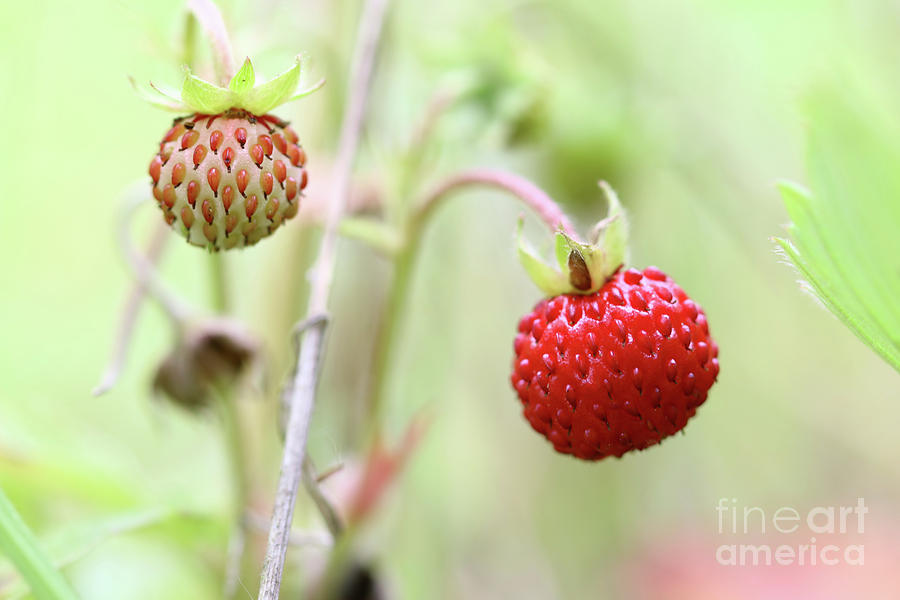 Wild strawberries - forest products #1 Photograph by Michal Boubin