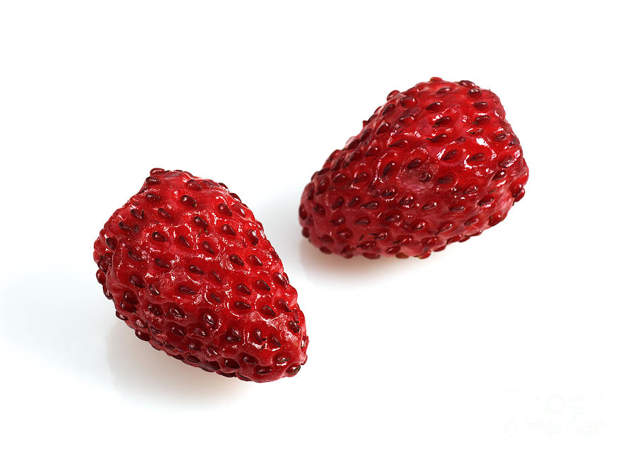 Wild Strawberries Fragaria Vesca #1 Photograph by Gerard Lacz
