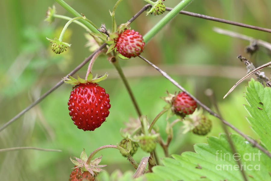 Wild strawberries #1 Photograph by Michal Boubin