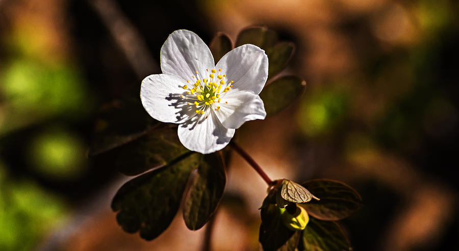 Wild Strawberry Bloom #1 Photograph by Michael Whitaker