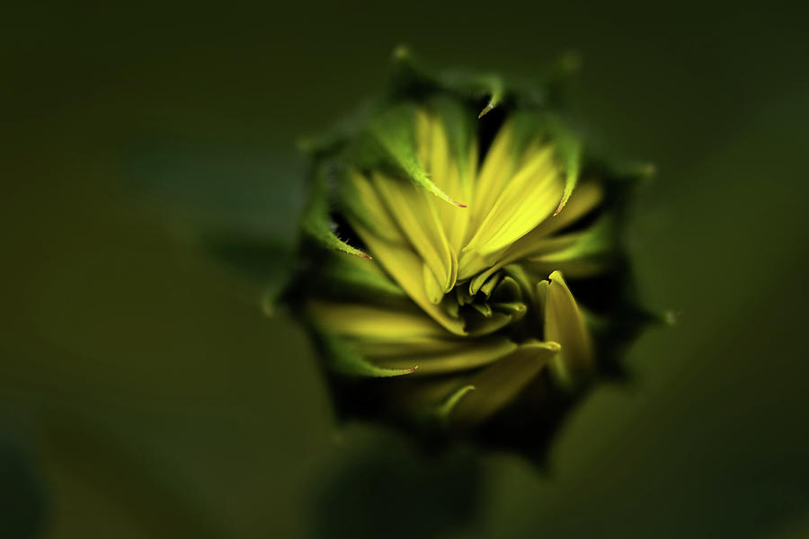 Wild Sunflower #1 Photograph by Jay Stockhaus