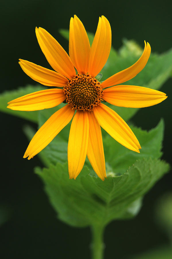 Wild Sunflower Stony Brook New York #1 Photograph by Bob Savage