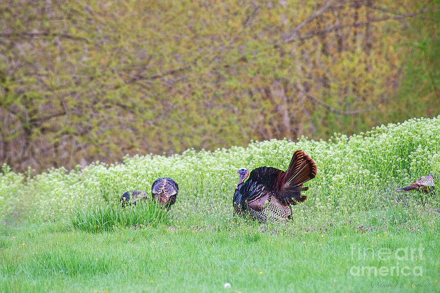 Wild Turkey #2 Photograph by David Arment