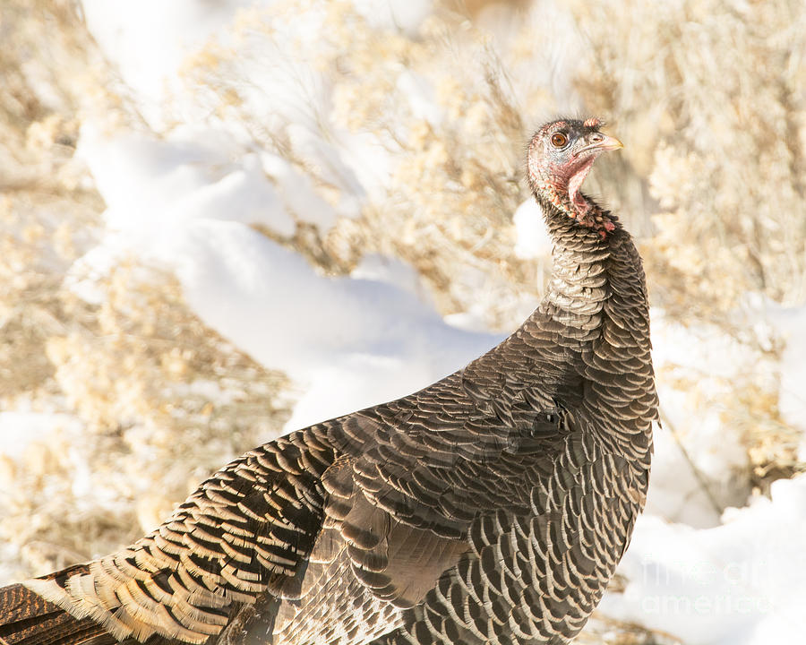 Wild Turkey #2 Photograph by Dennis Hammer