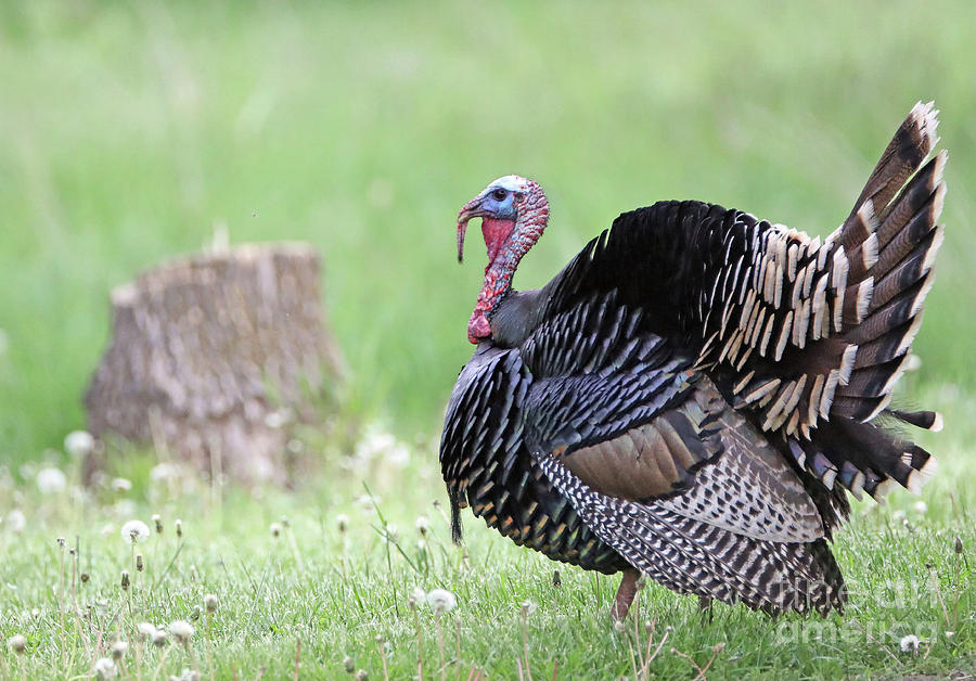 Wild Turkey #1 Photograph by Elizabeth Winter