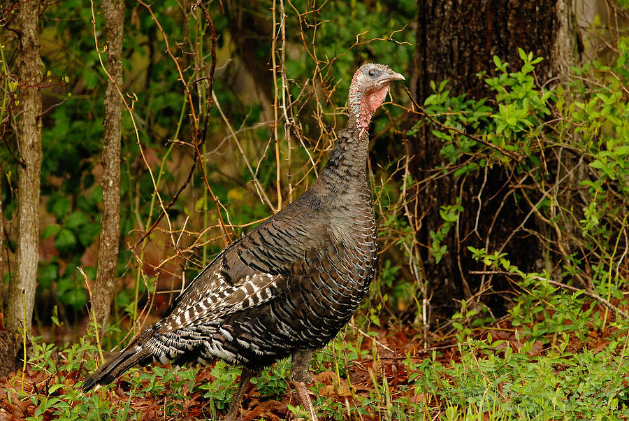 Wild Turkey #1 Photograph by Gregory Blank