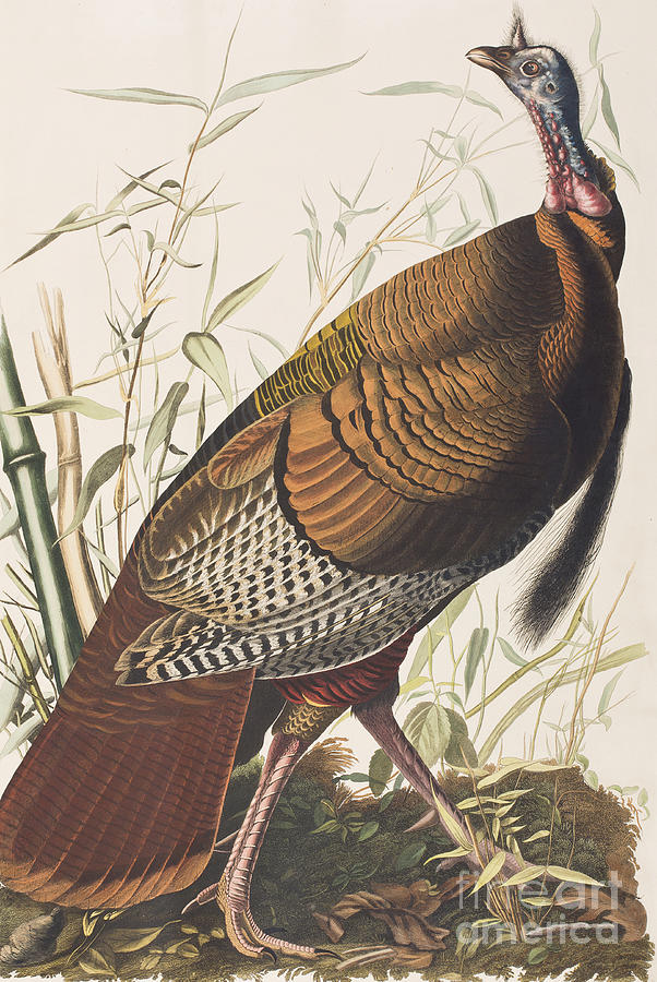 Wild Turkey Painting by John James Audubon