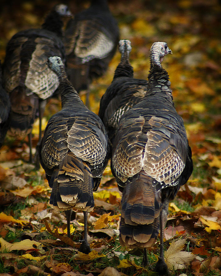 Nature Photograph - Wild Turkey #1 by Scott Hovind