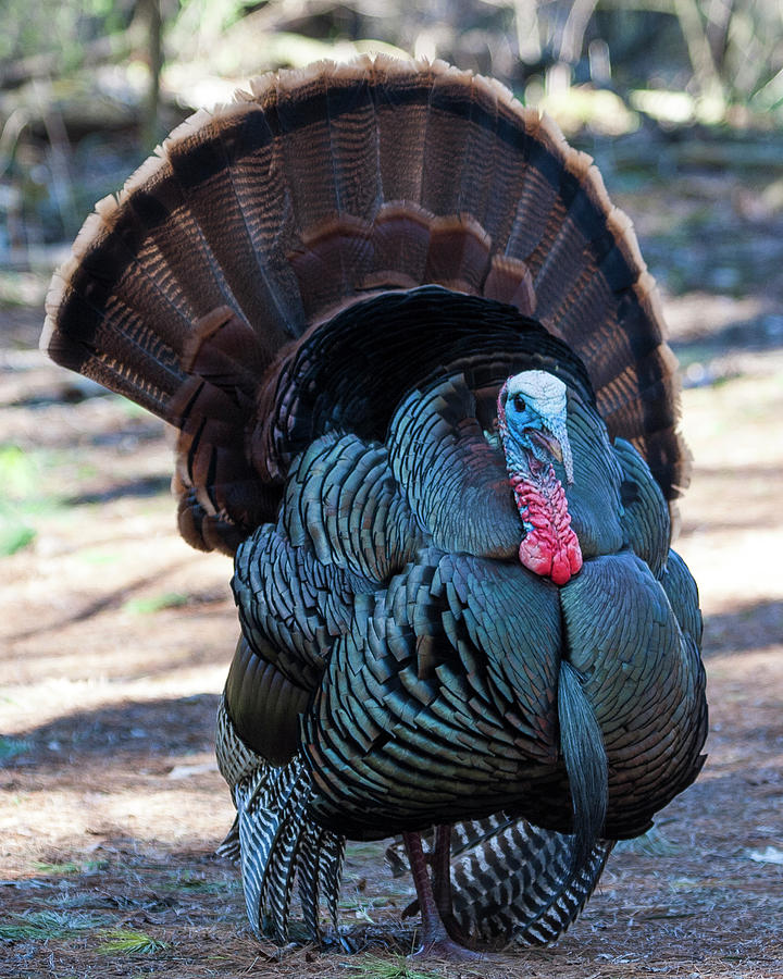 Wild Turkey #2 Photograph by Steven Ralser