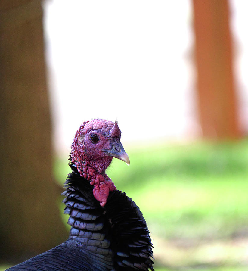 Wild Turkey Up Close #1 Photograph by Paul Ross