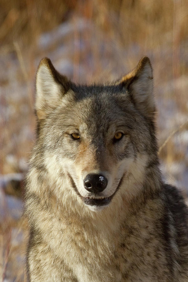 Wild Wolf Portrait Photograph by Mark Miller