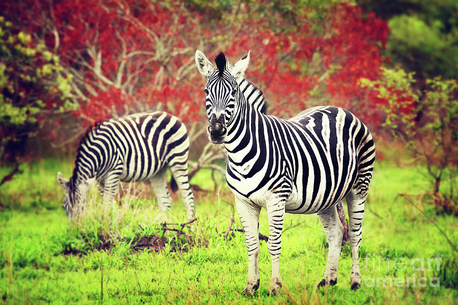 Wild zebras of African continent #1 Photograph by Anna Om