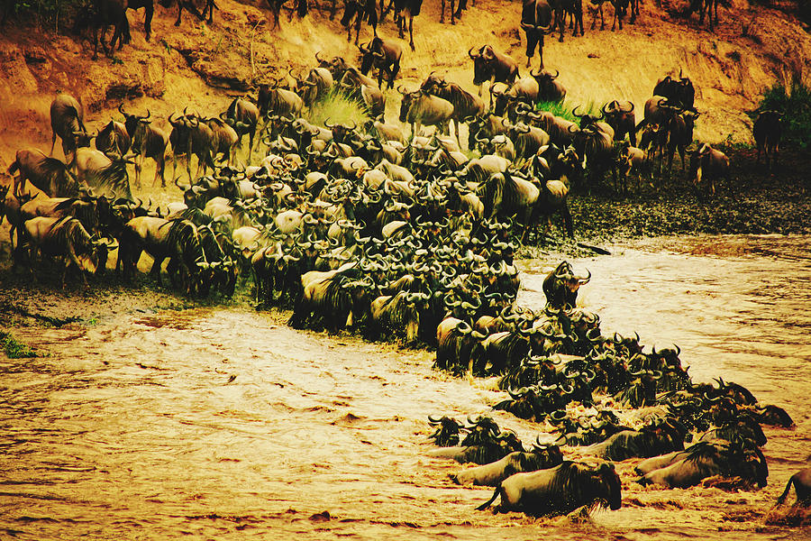 Wildebeest At River #1 Photograph by Mountain Dreams