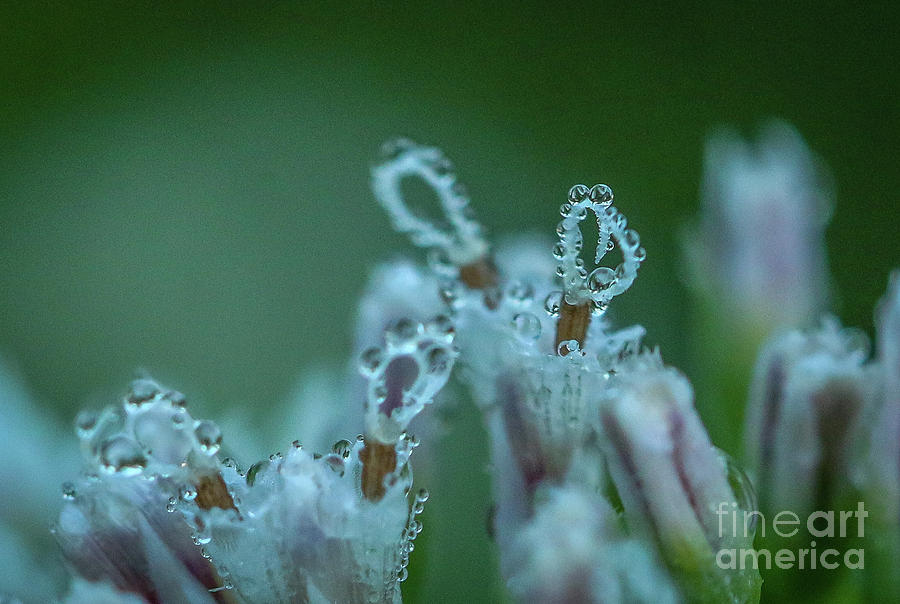 Wildflower Dew Drops #1 Photograph by Tom Claud