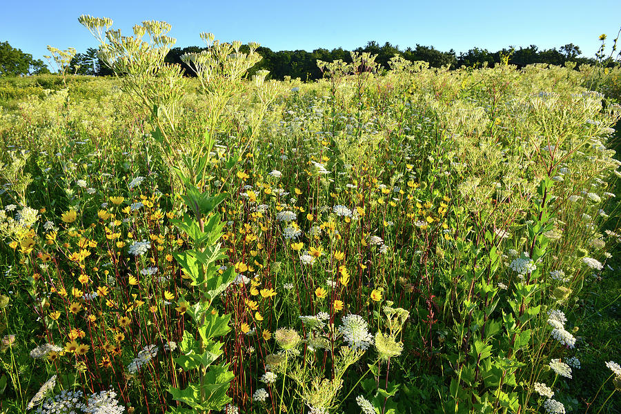 Wildflower Field at Marengo Ridge #1 Photograph by Ray Mathis
