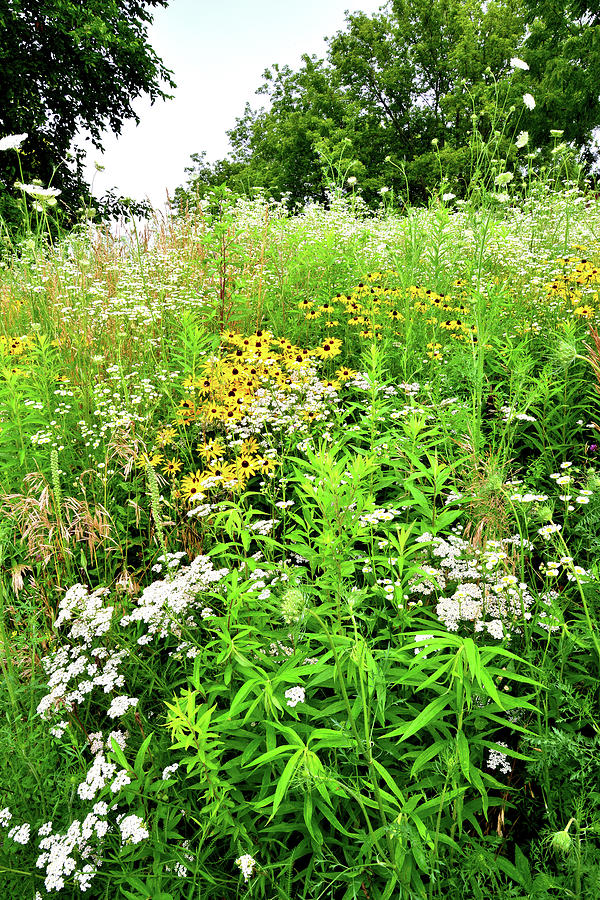 Wildflower Garden at Silver Creek Conservation Area #1 Photograph by Ray Mathis
