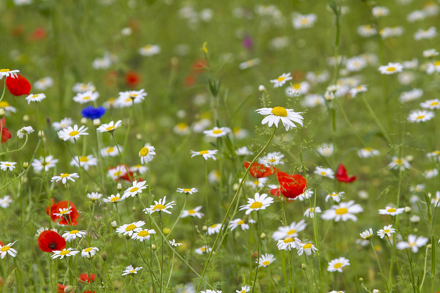 Wildflower meadow #1 Photograph by Chris Smith