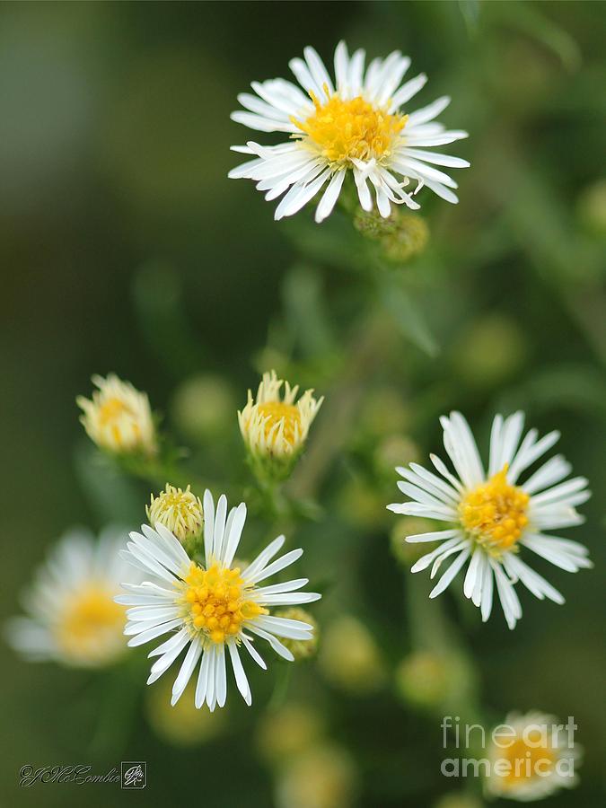 Wildflower named White Panicle Aster #4 Photograph by J McCombie