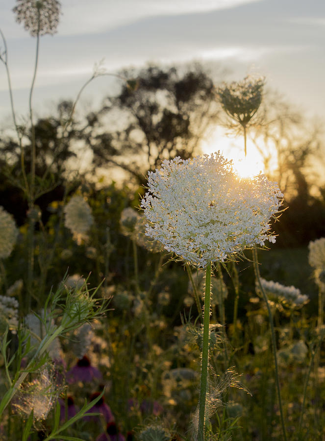 Sunset Photograph - Wildflower Sunset #1 by Tracey Rees
