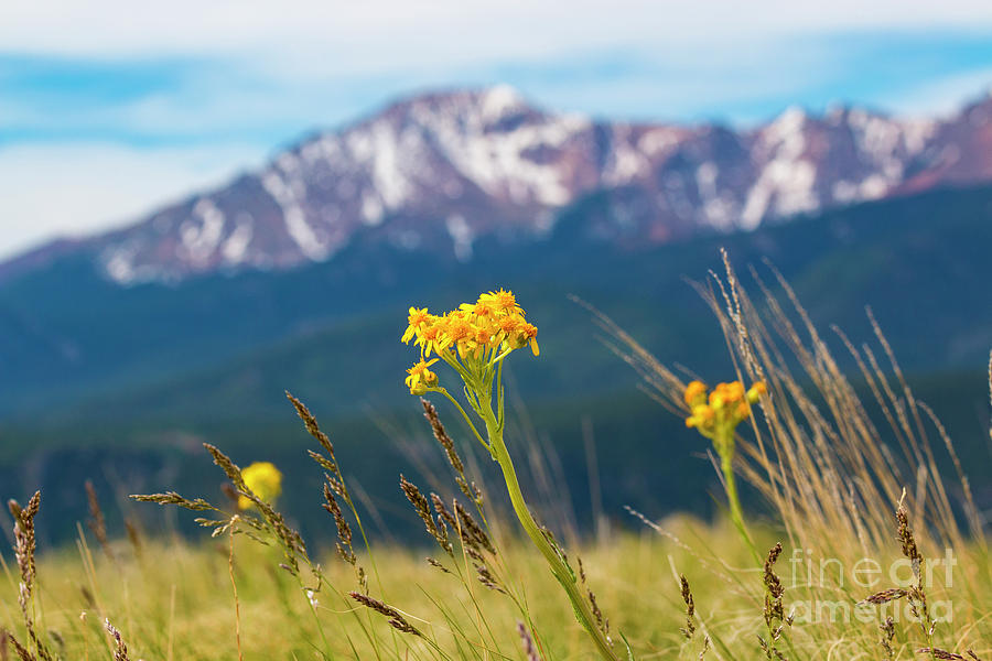 Wildflowers and Pikes Peak #1 Photograph by Steven Krull