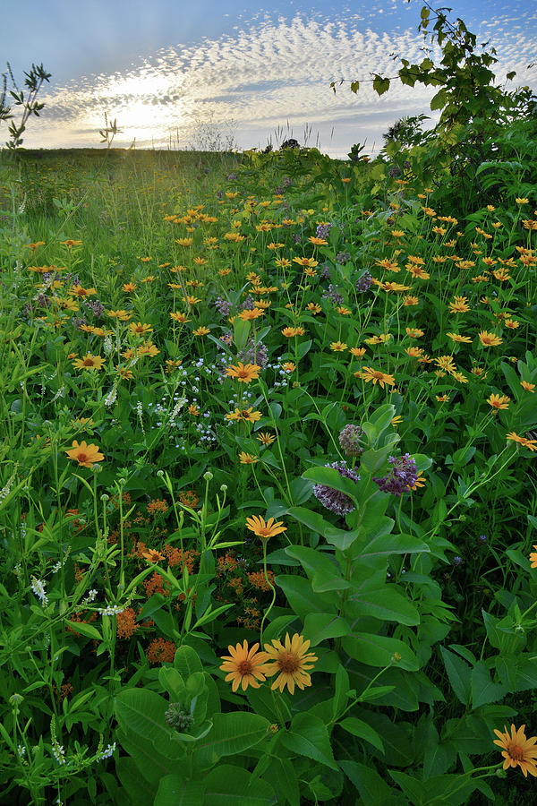 Wildflowers Bloom in Glacial Park #1 Photograph by Ray Mathis