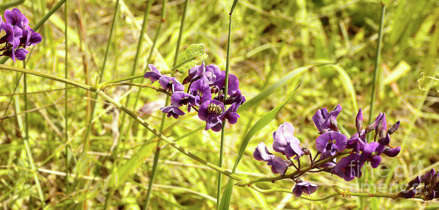 Wildflowers III #1 Photograph by Cassandra Buckley