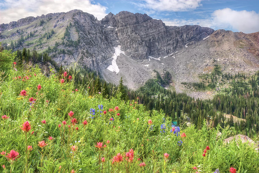 Wildflowers in Albion Basin Utah #1 Photograph by Douglas Pulsipher