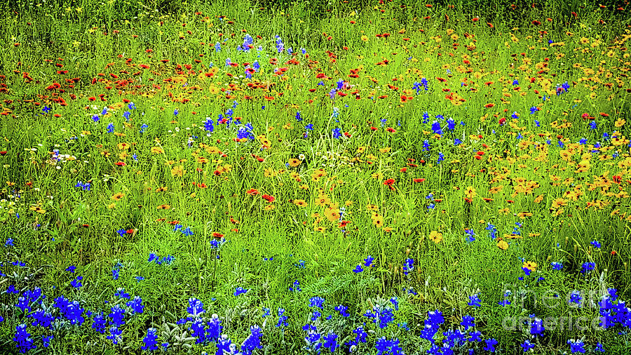 Flower Photograph - Wildflowers in Bloom by D Davila