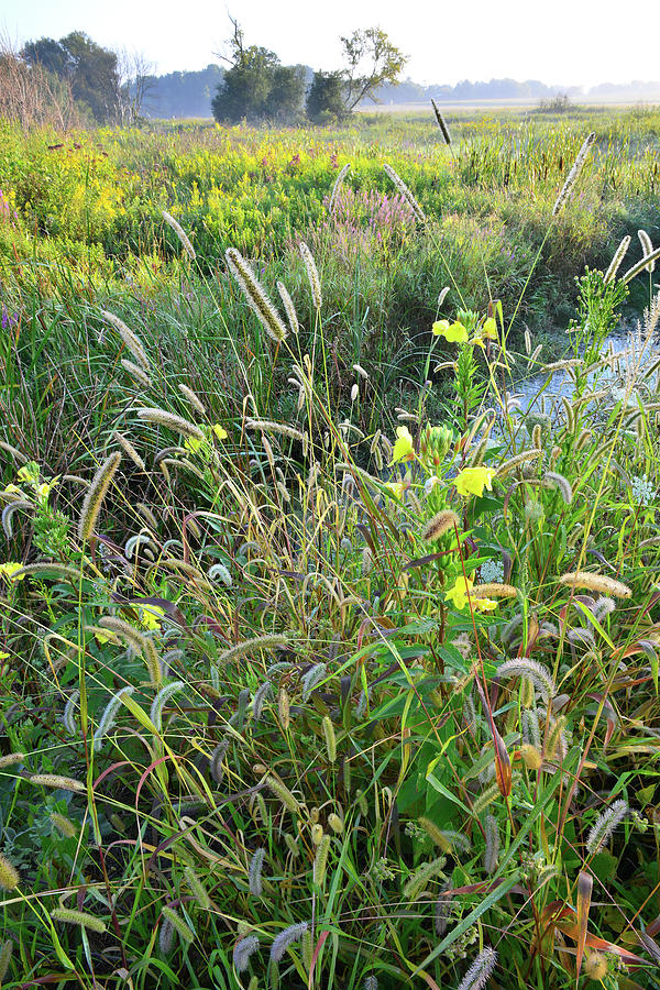 Wildflowers of Glacial Park in McHenry County Photograph by Ray Mathis ...