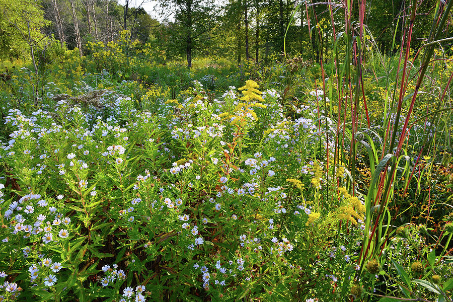 Wildflowers of Hennen Conservation Area #1 Photograph by Ray Mathis