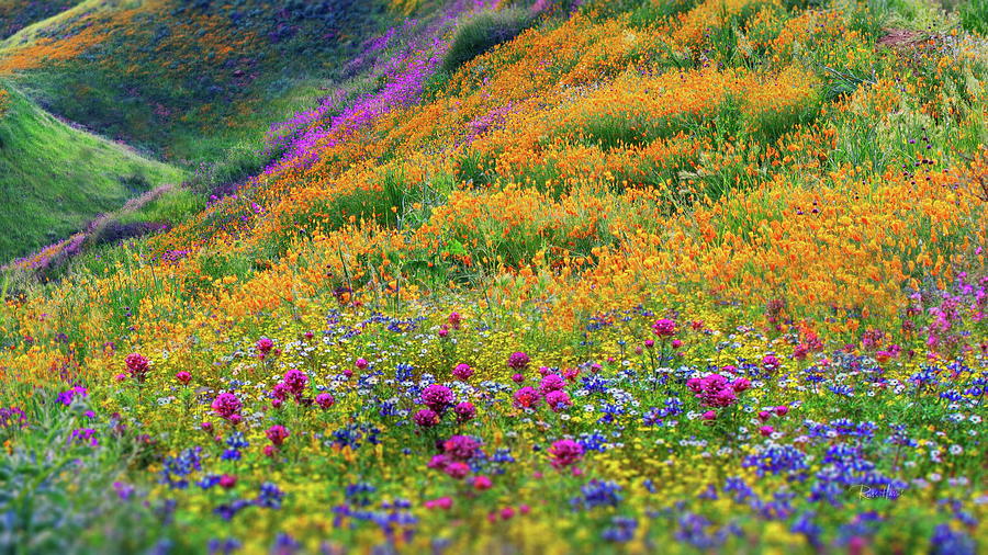 Wildflowers #1 Photograph by Russ Harris