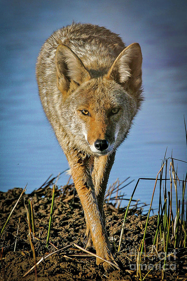 Wildlife Photograph - Wiley Coyote by Webb Canepa.