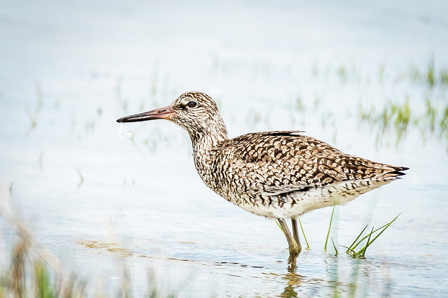 Willet #1 Photograph by Gary E Snyder