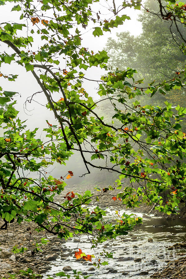 Williams River Mist #1 Photograph by Thomas R Fletcher