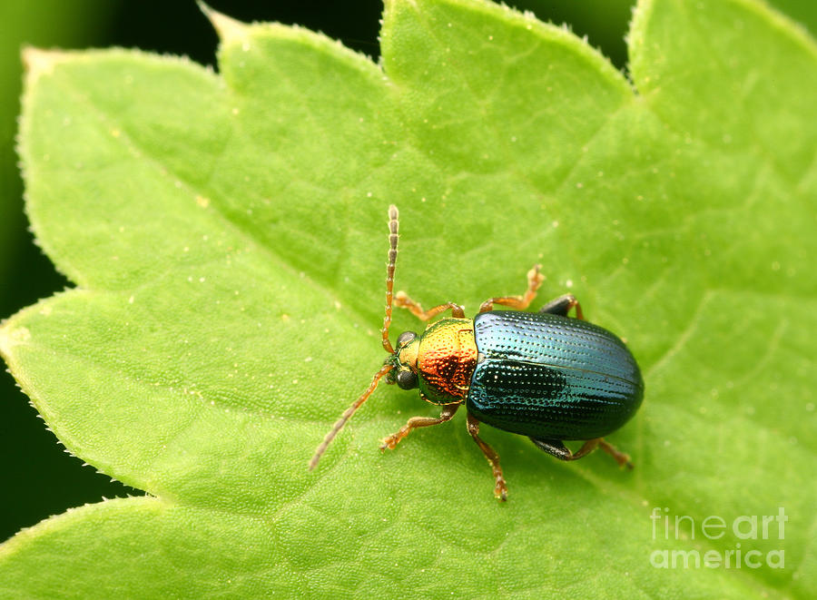 Willow Flea Beetle #1 Photograph by Matthias Lenke