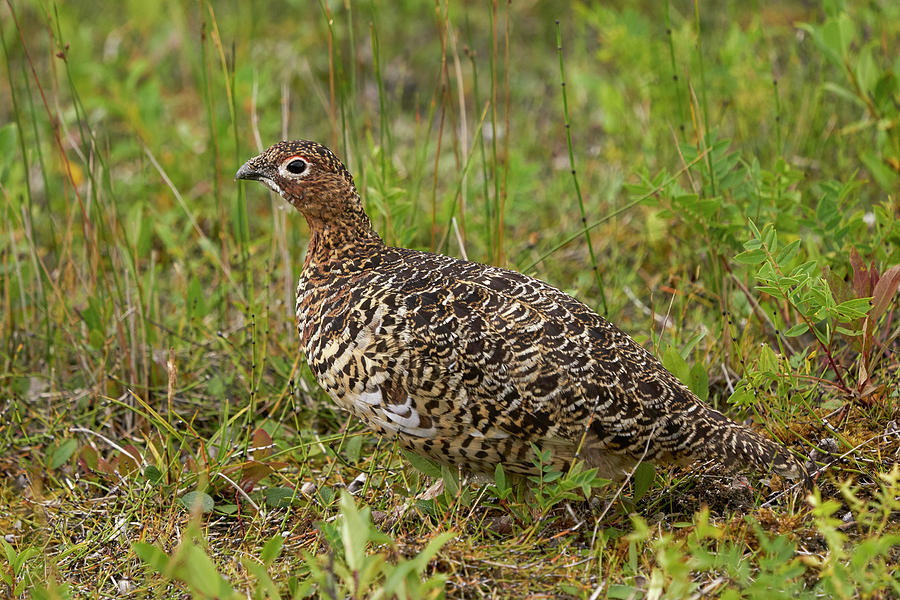 Birds Photograph - Willow Ptarmigan by Doug Herr Birds Photograph - Willow Ptarmigan by Doug Herr