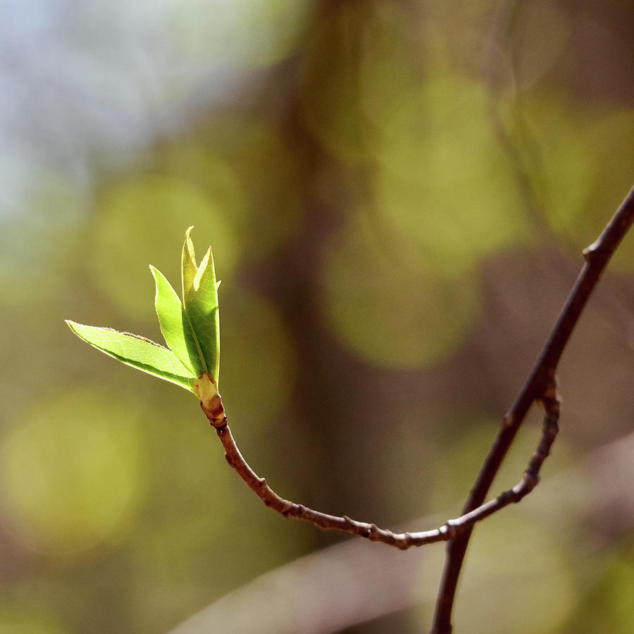 Willow spring #1 Photograph by Jouko Lehto