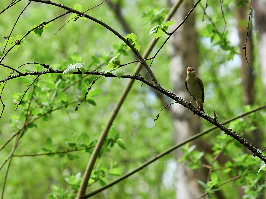 Willow warbler #1 Photograph by Jouko Lehto