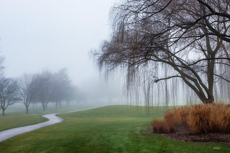 Willows in Fog #2 Photograph by Dana Sohr