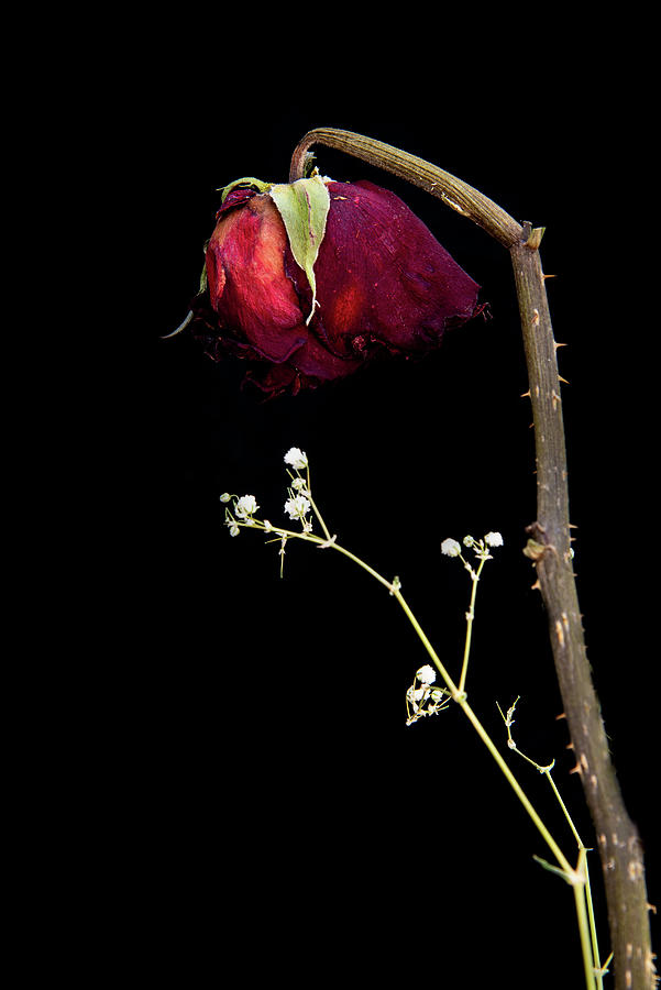 Wilted dry red rose flower #1 Photograph by Michalakis Ppalis
