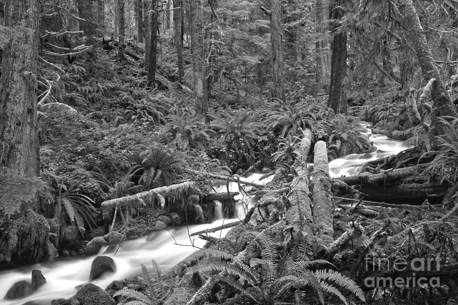 Winding Through The Rainforest - Black And White #1 Photograph by Adam Jewell