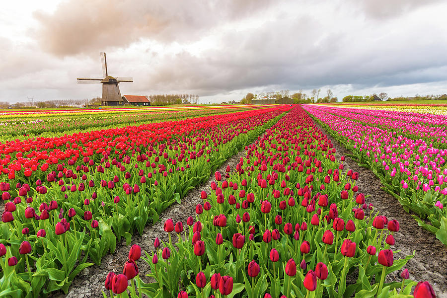 Windmills and Tulips, Holland #1 Photograph by Francesco Riccardo Iacomino
