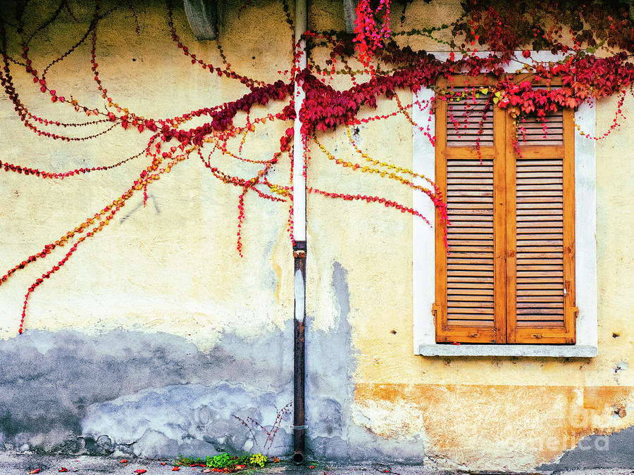 Window and red vine #1 Photograph by Silvia Ganora