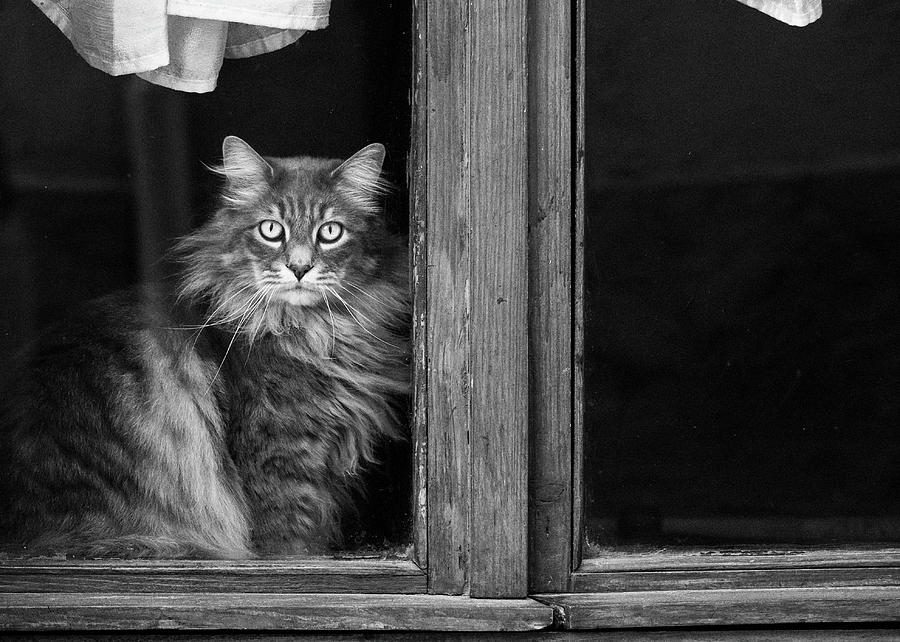 Window Cat Photograph